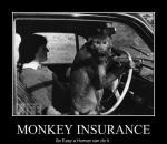monkey insurance.jpg